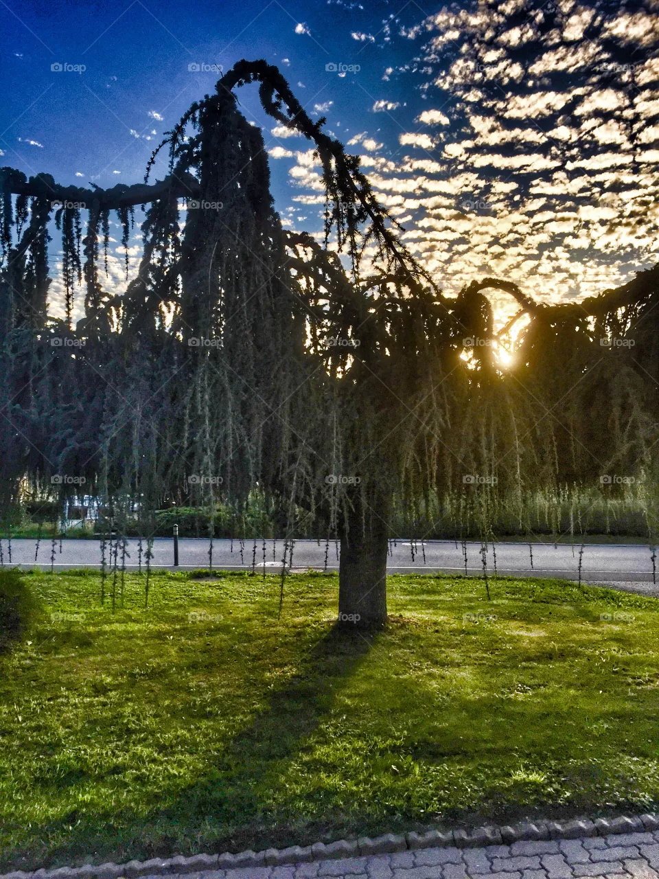 Arbre