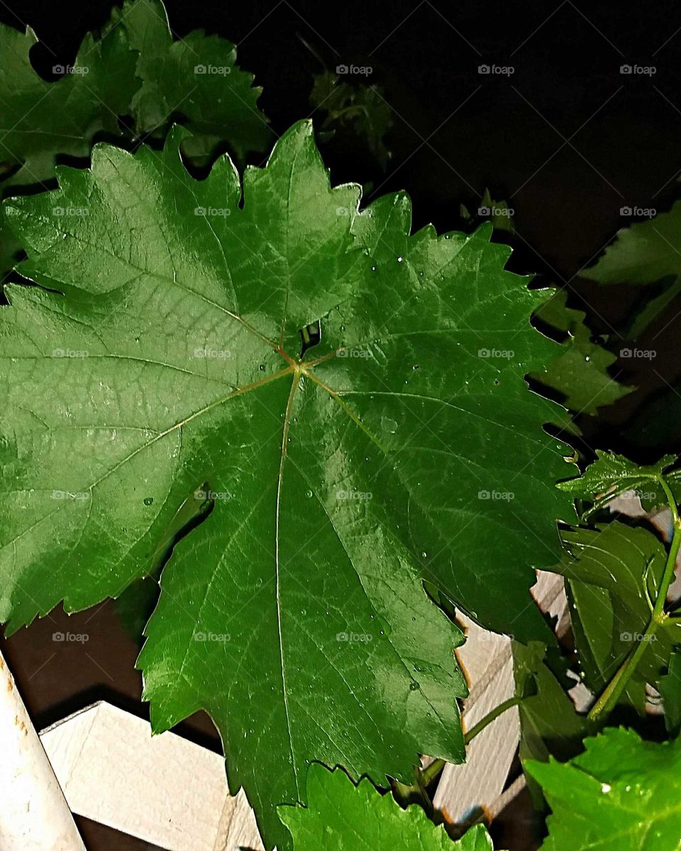 Grape vine leaf up- close