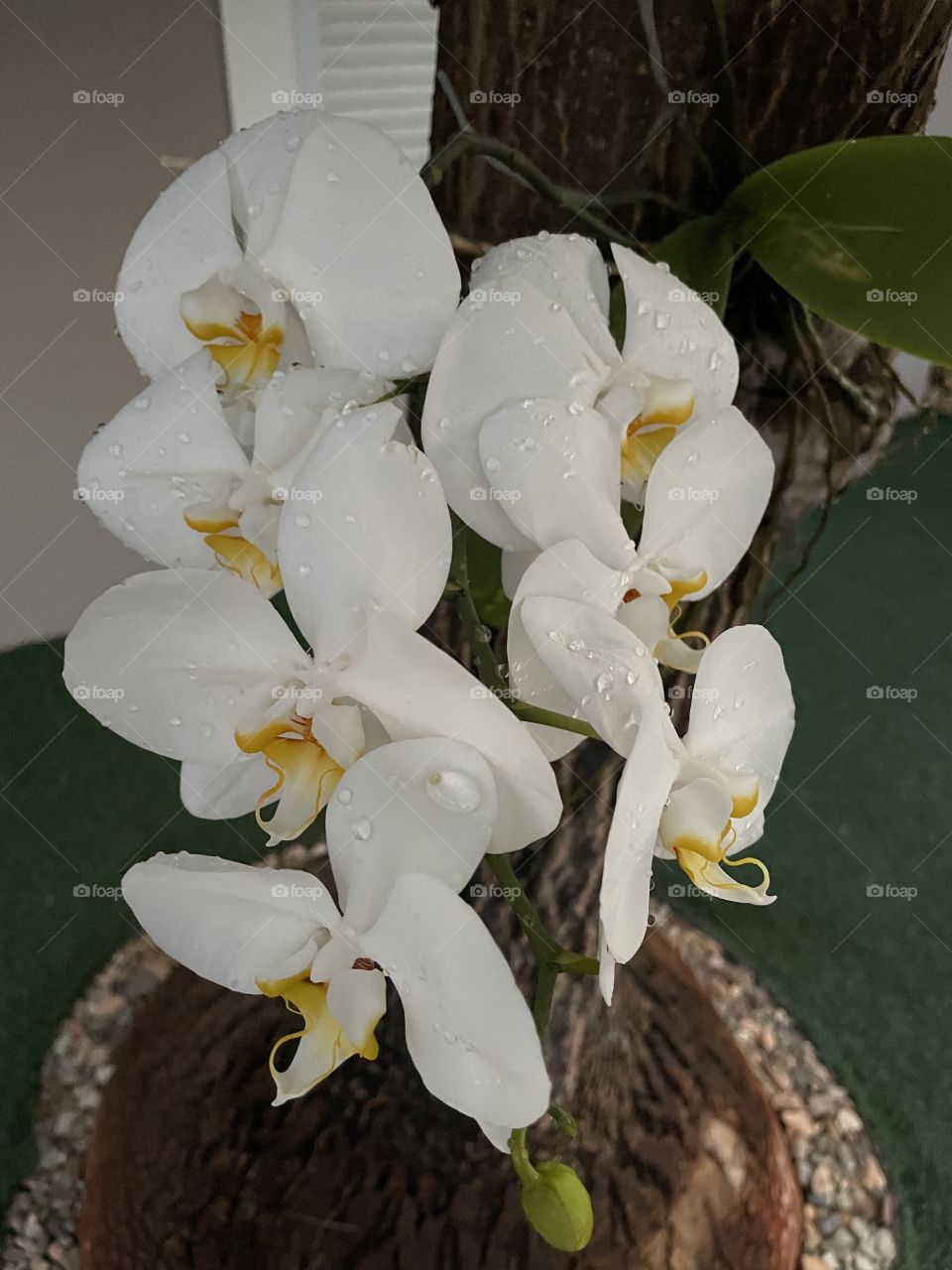 Orquídea 