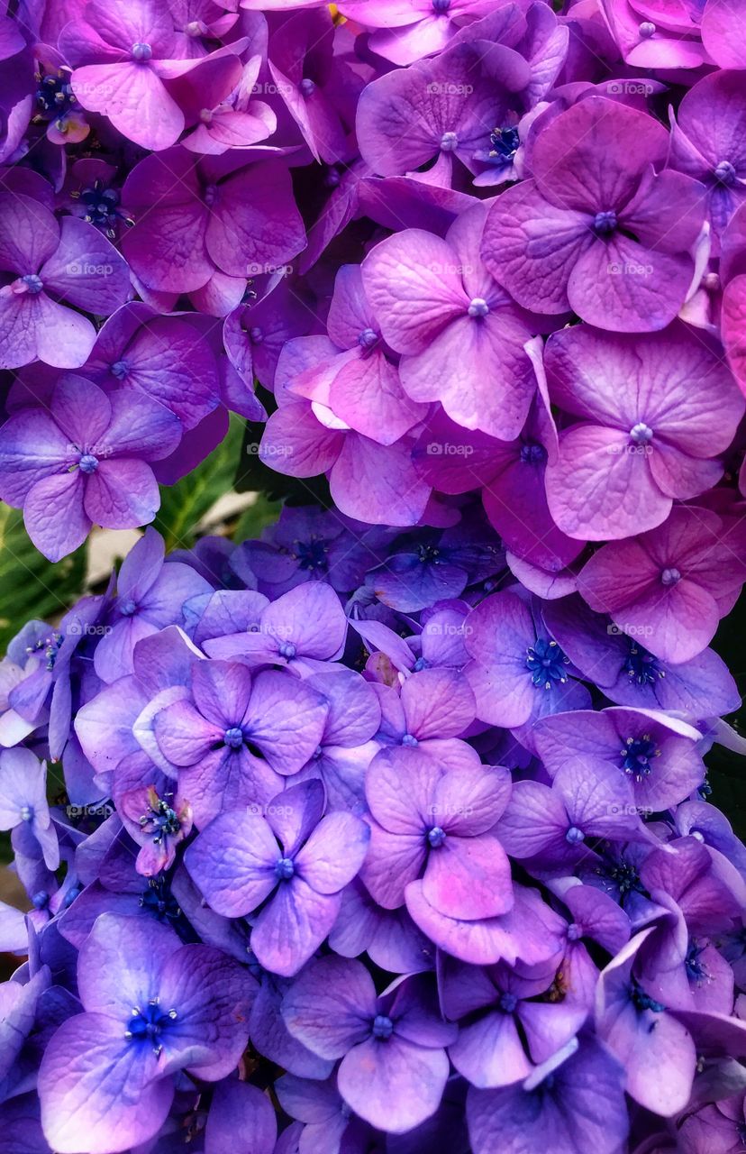 Purple hydrangeas—taken in Ludington, Michigan 