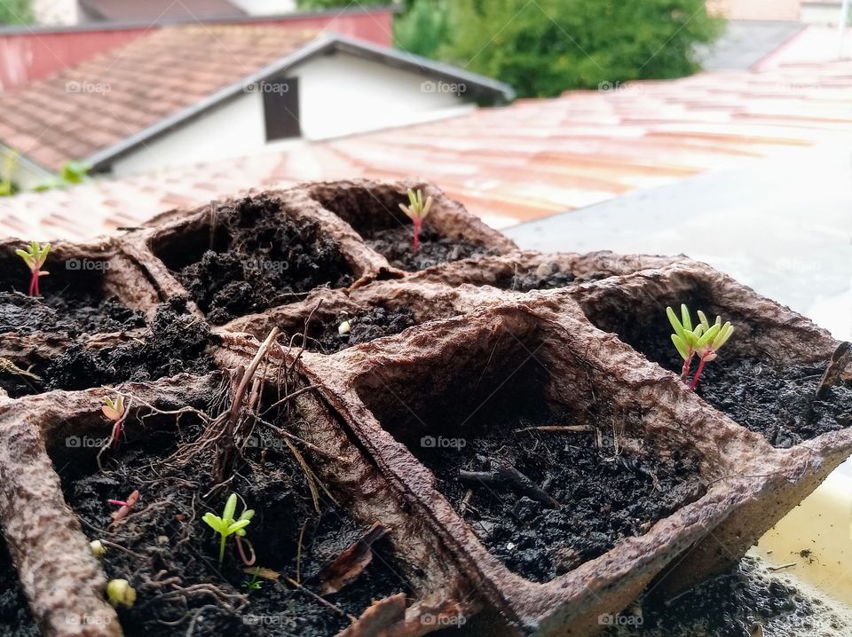 little green plant growing