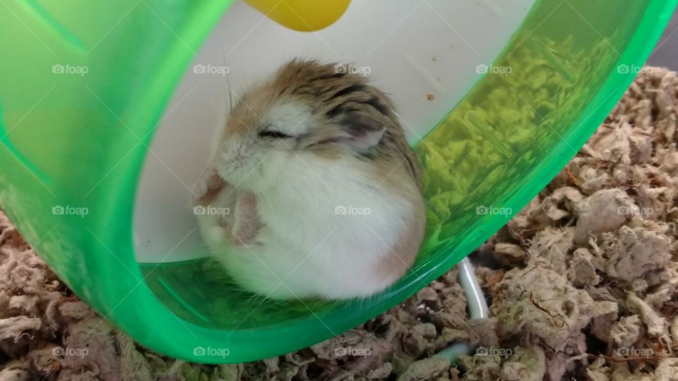 Hamster Sleeping in Wheel