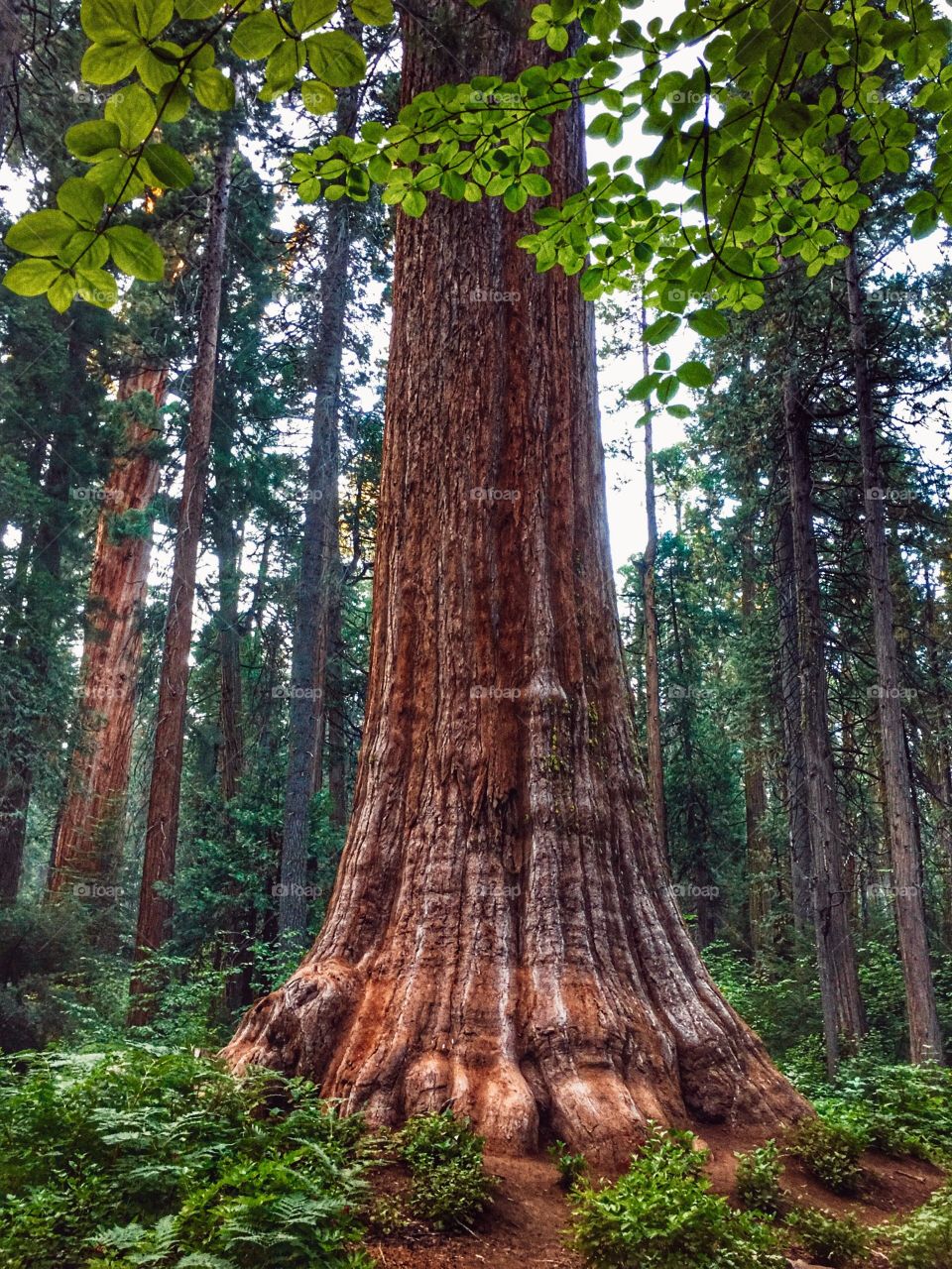Giant redwood tree in the forest