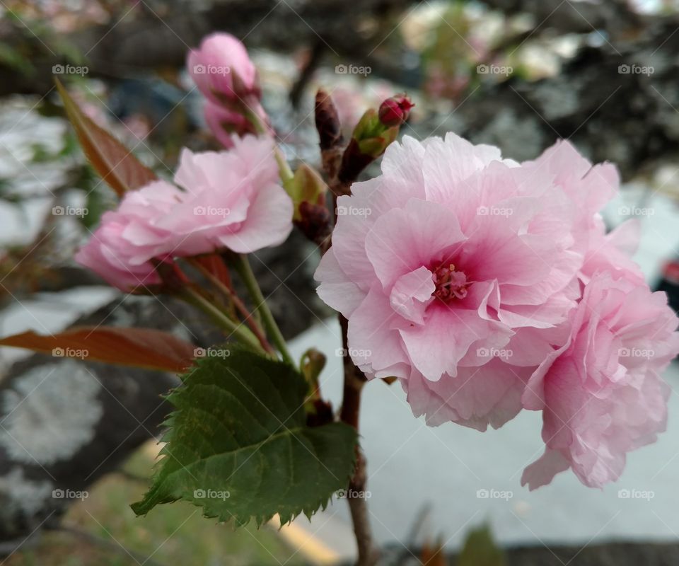 pink flower III