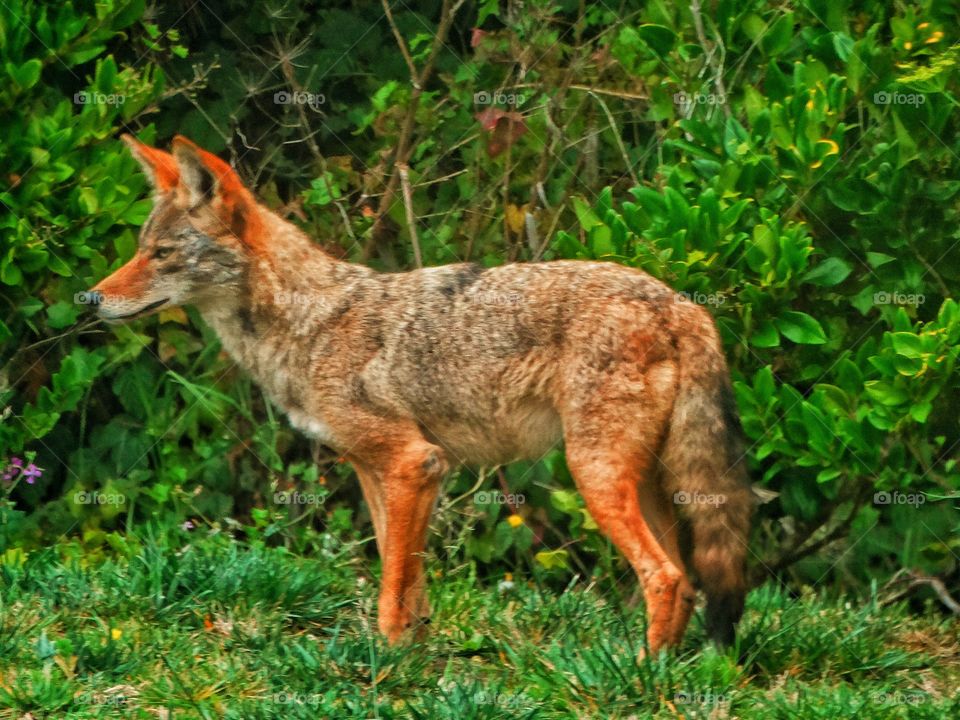 Wild North American Fox