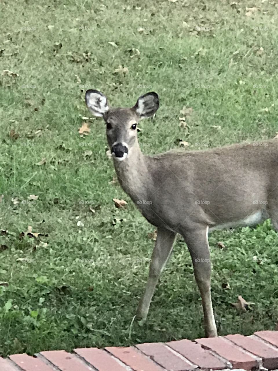 A beautiful deer looking right at you.