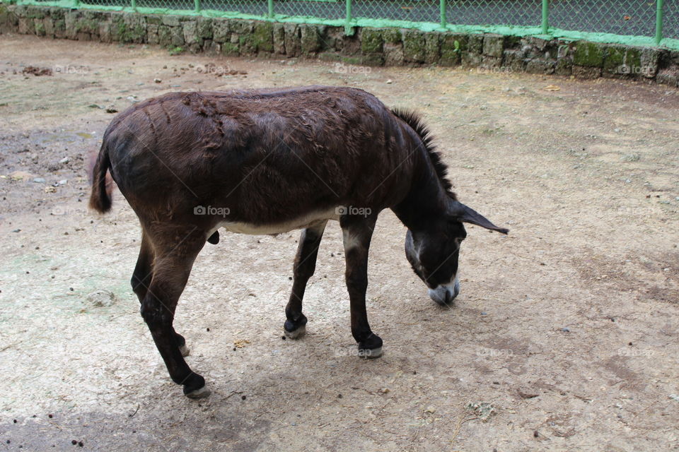 old mule