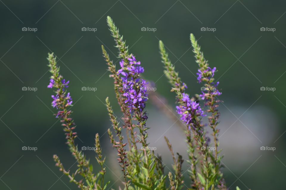 Purple flowers 