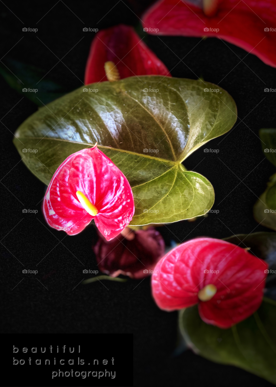 Beautiful and Stunning Botanical Tropical Art. Perfect for Canvas Art, Wall Art, Hotels, Offices Wall Art.