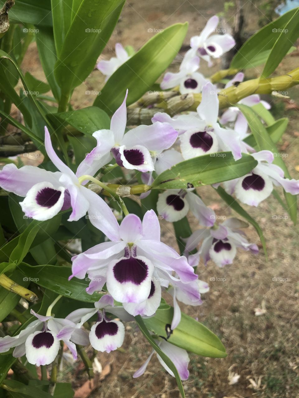 Orquídeas. 