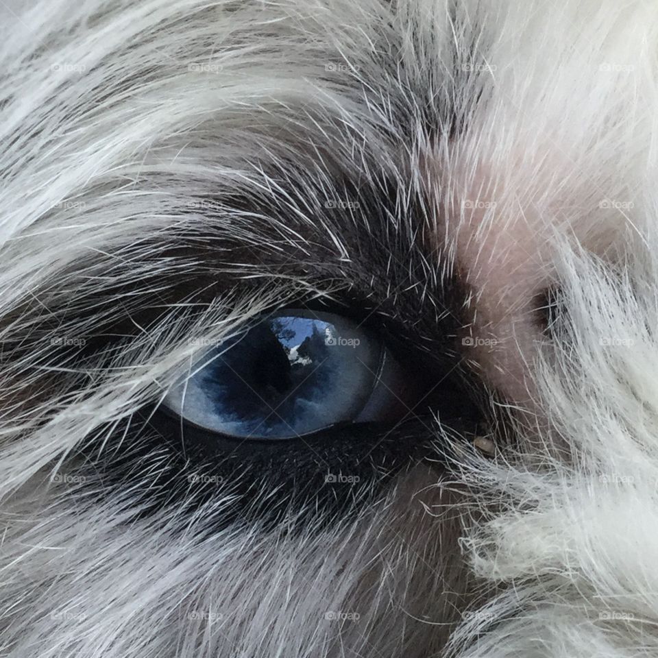 Closeup: Old English Sheepdog's Blue Eye Lined with Kohl