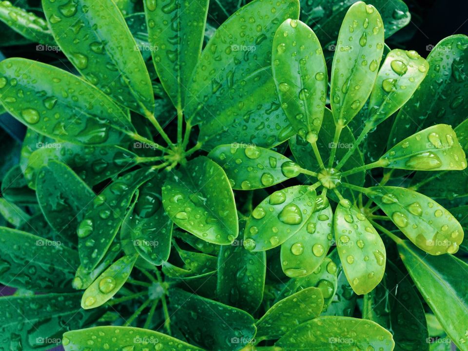 Water drops on green plants