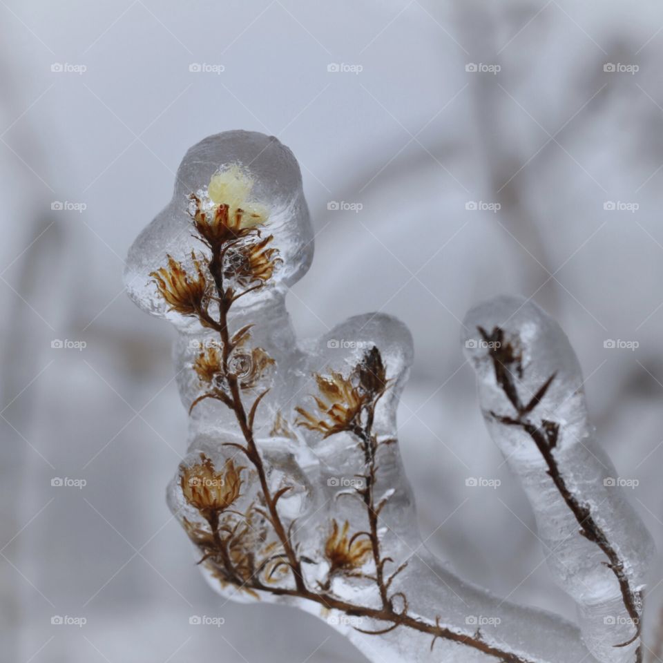 Ice covered wild flowers