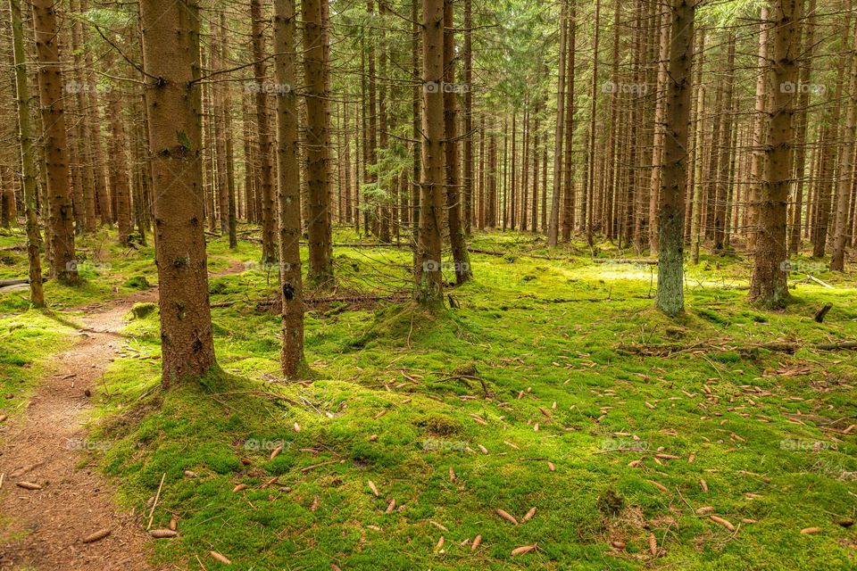 picnic path