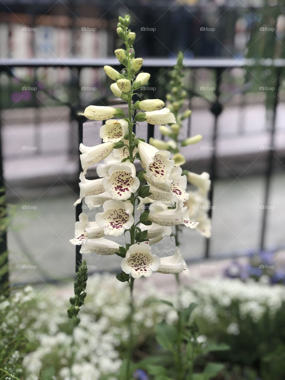 Flower, Nature, No Person, Garden, Summer