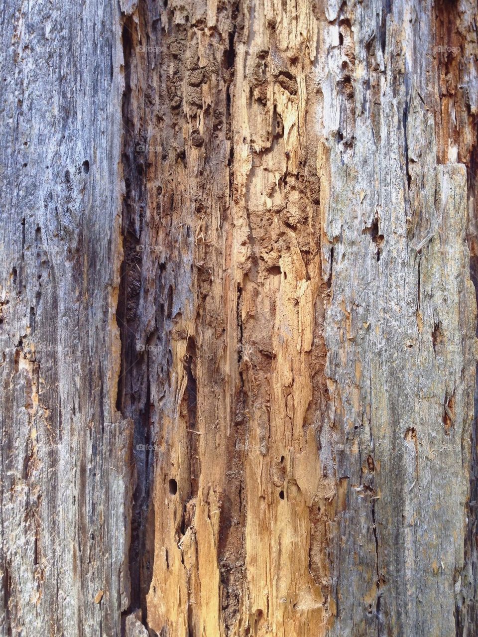 Bark Texture