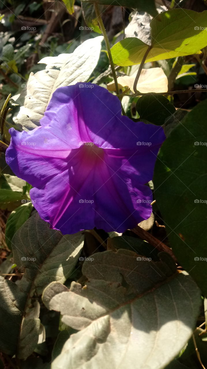 NATURE BOTANICAL Ipomoea nil