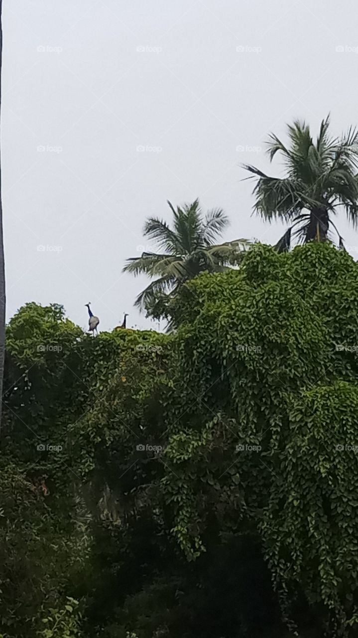 The beacocks is good posotion