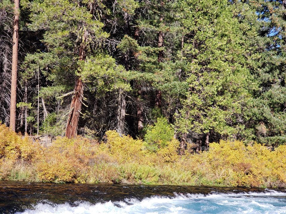 Stunning fall colors on the riverbanks of the turquoise waters of the Metolius River at Wizard Falls in Central Oregon on a sunny autumn morning. 