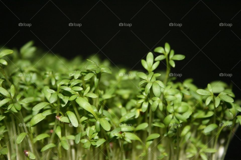 cress