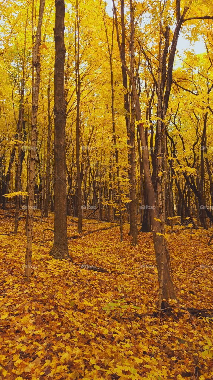 Fall, Leaf, Wood, Tree, Gold