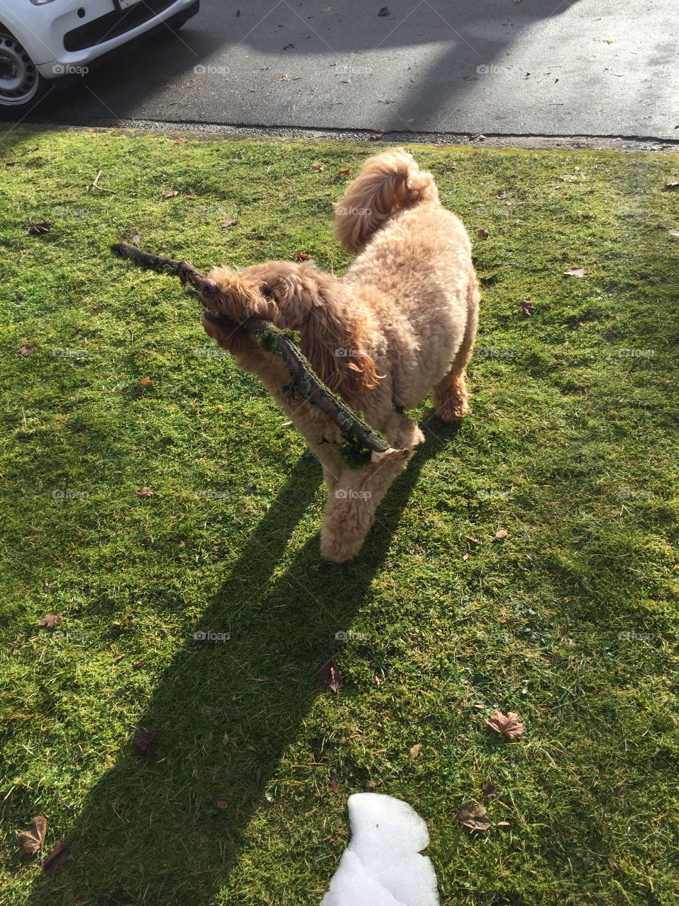 World record - Australian labradoodle from Canada lifts 25lb tree branch and tosses it around like it’s nothing for 1:44