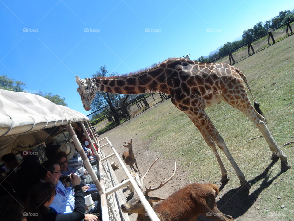 giraffe  posing for the camera