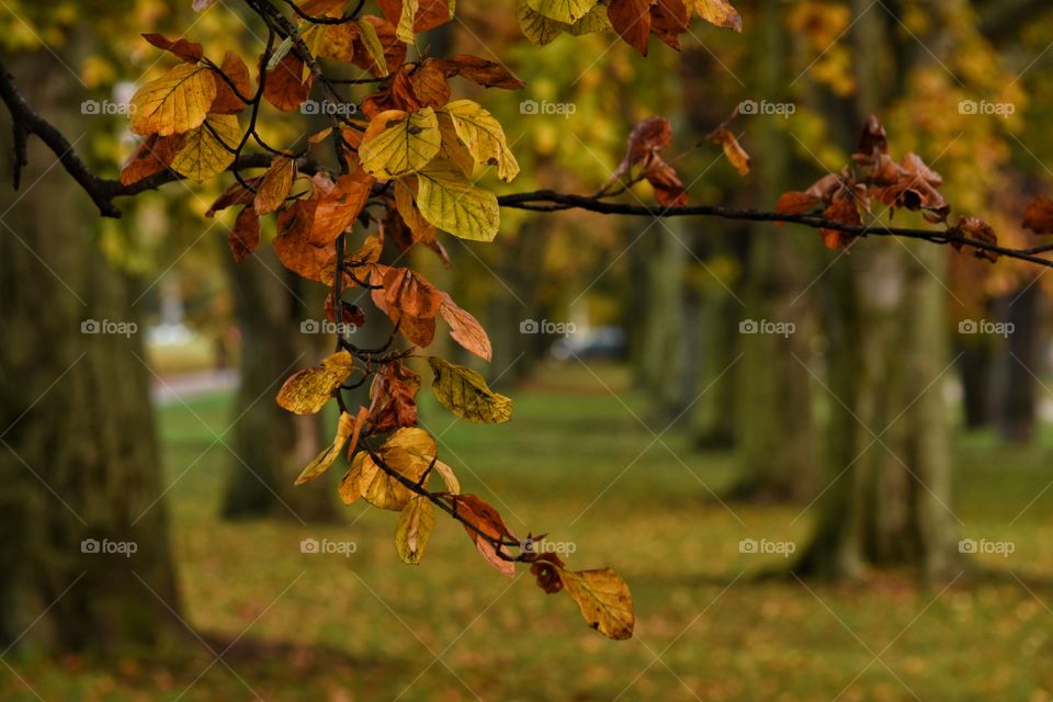 Tree, Fall, Leaf, Nature, Wood