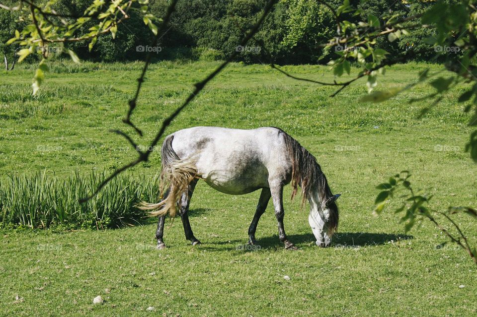 a white horse