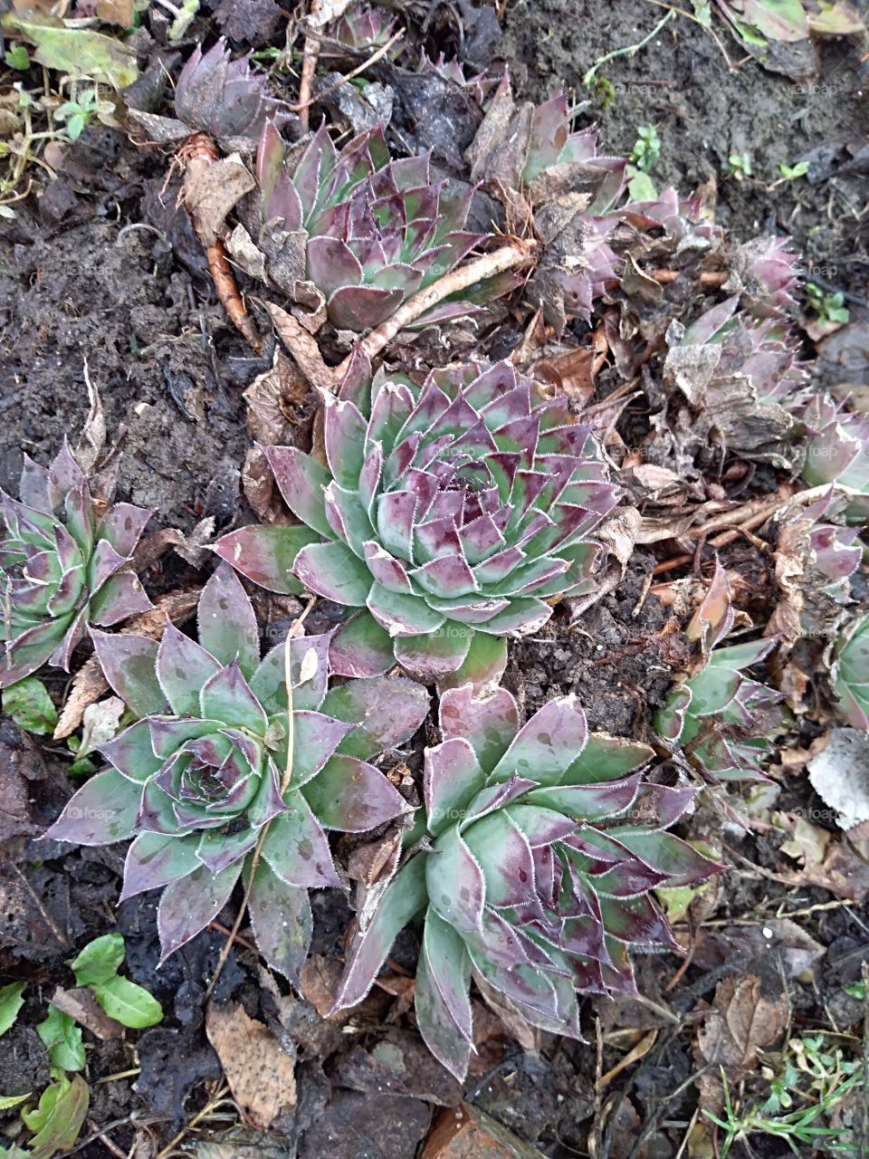 cactus flower in December