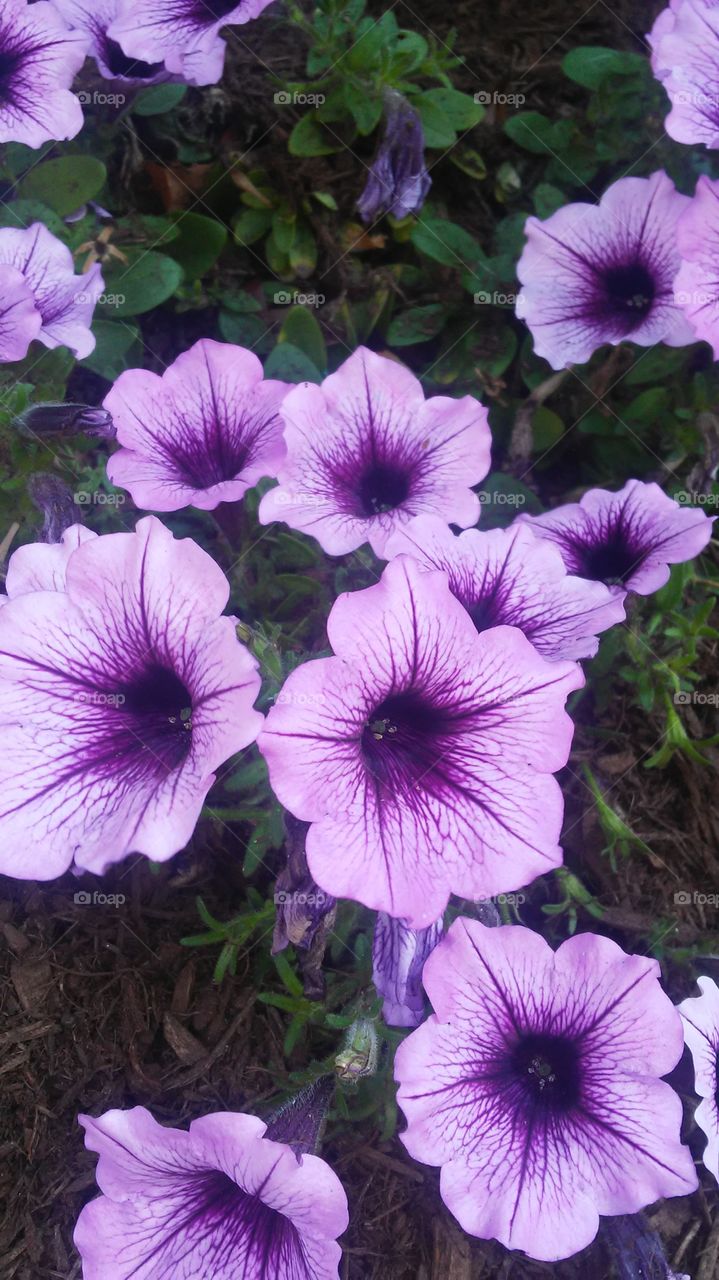 Flower, Flora, Nature, No Person, Garden