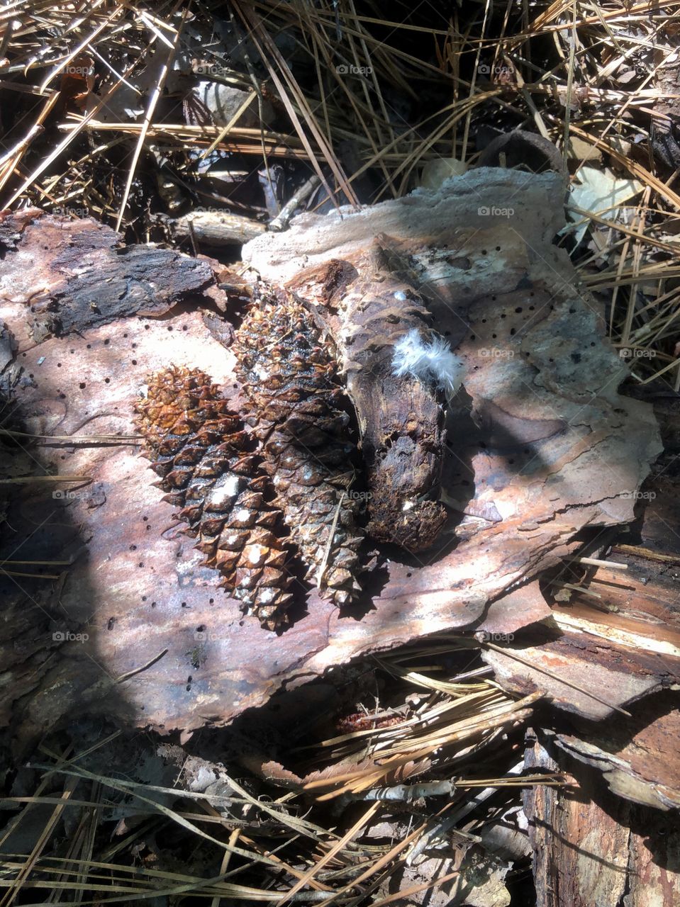 Three pine cones on pine bark in morning sunlight 