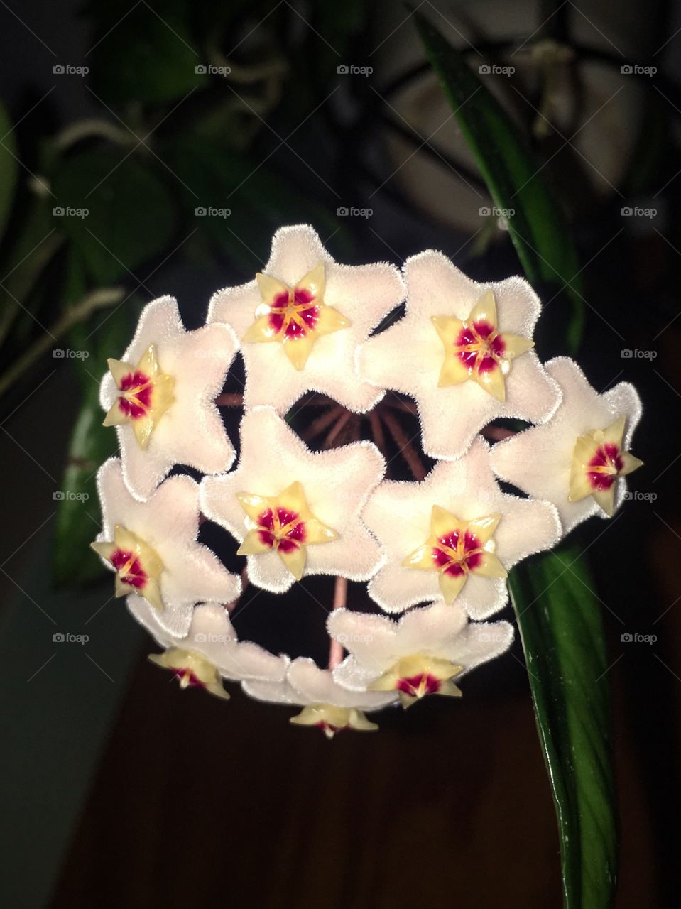 My Hoya is blooming, again! Stinky flowers