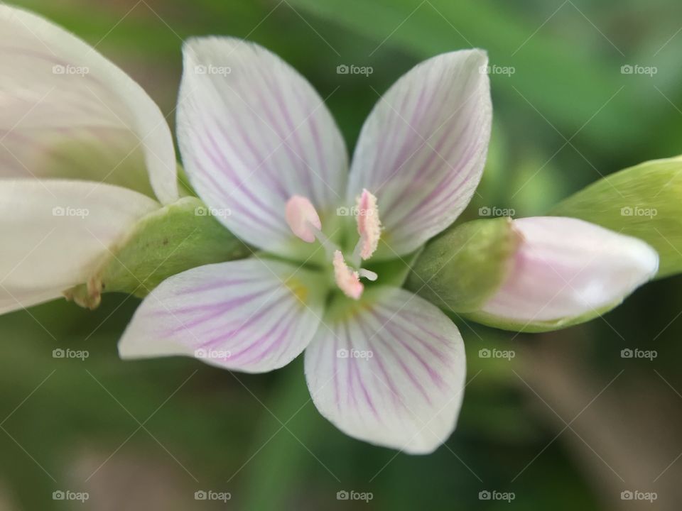 Macro white flower and buds