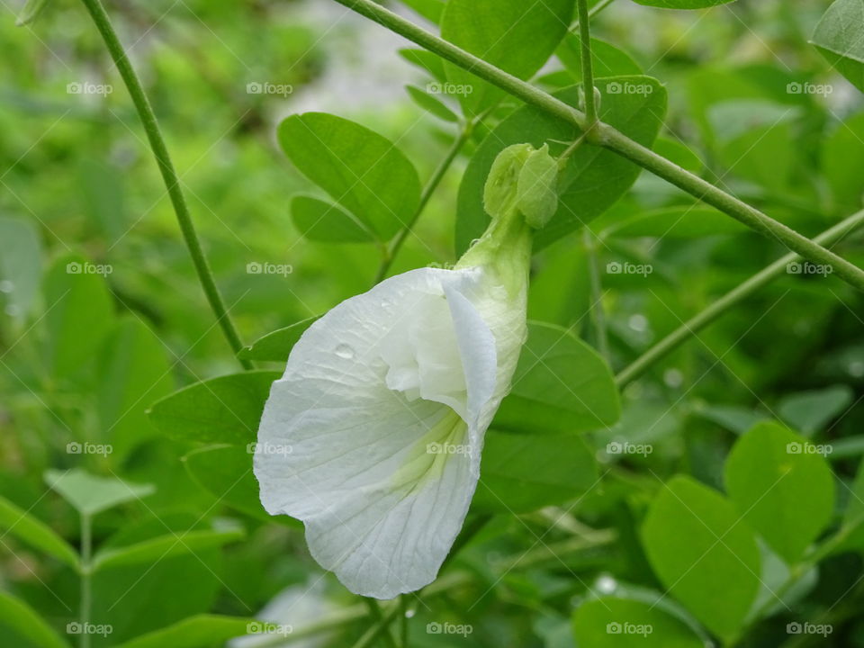 grass flower 