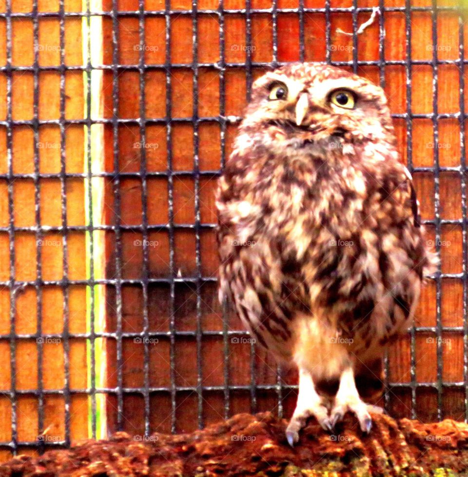 baby owl