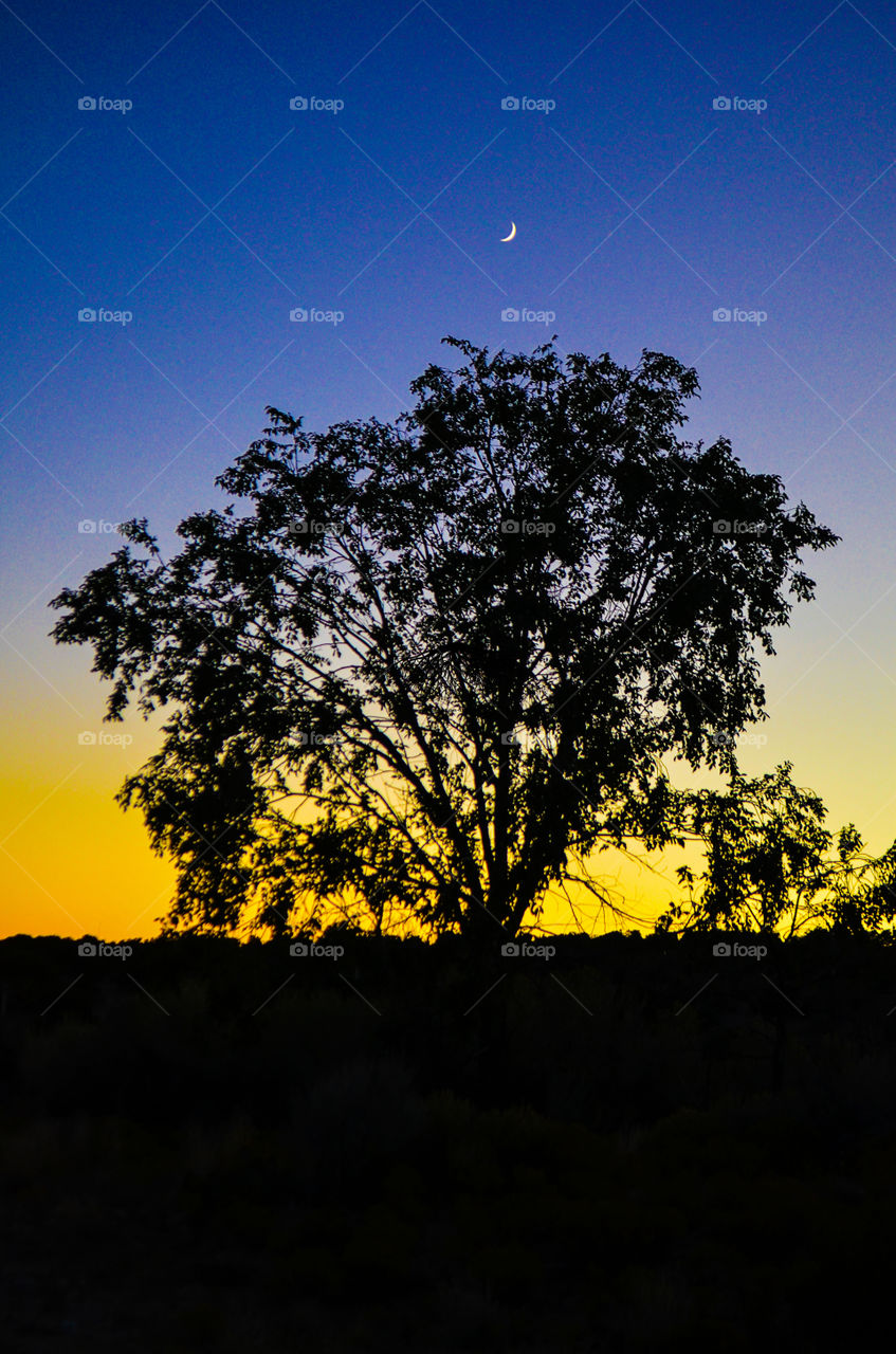 crescent Moon shines above the silhouette of a Siberian elm against the yellows and blues of a southwestern sunset sky