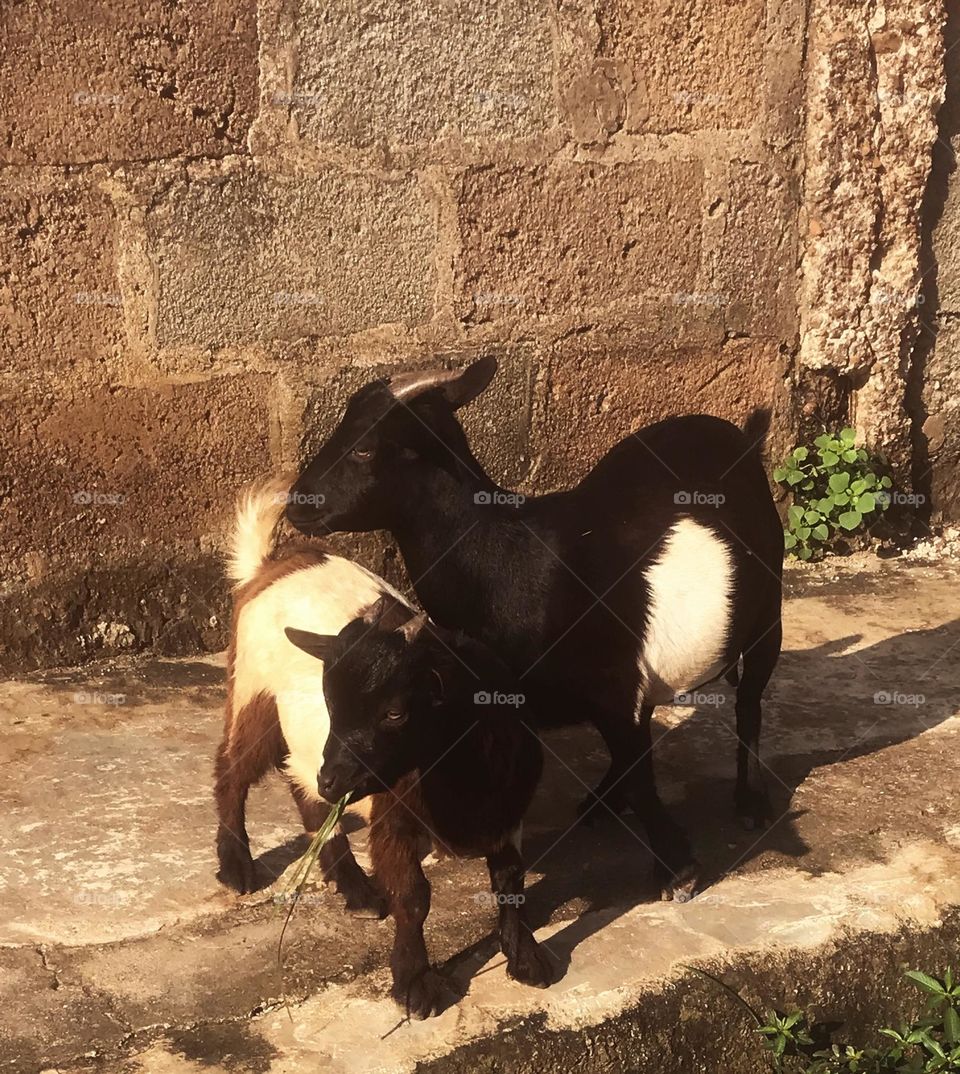  i want to sell this photo because i saw that there is some sort of unity these animals portray.