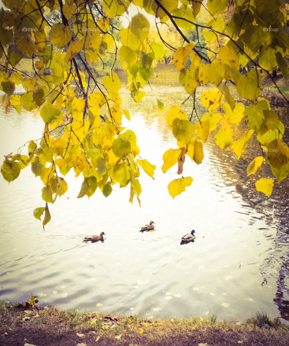 Autumn park, view of the pond through branches with yellow foliage along which three ducks swim.  Autumn landscape