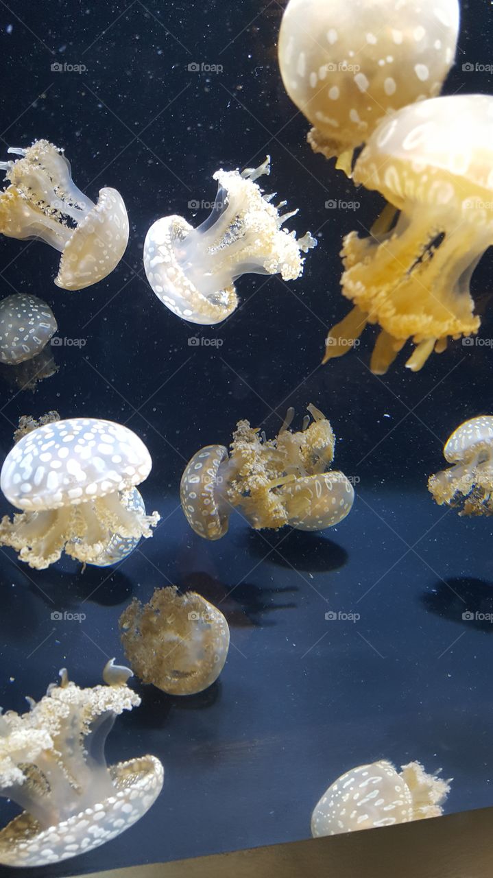 Jellyfish Floating