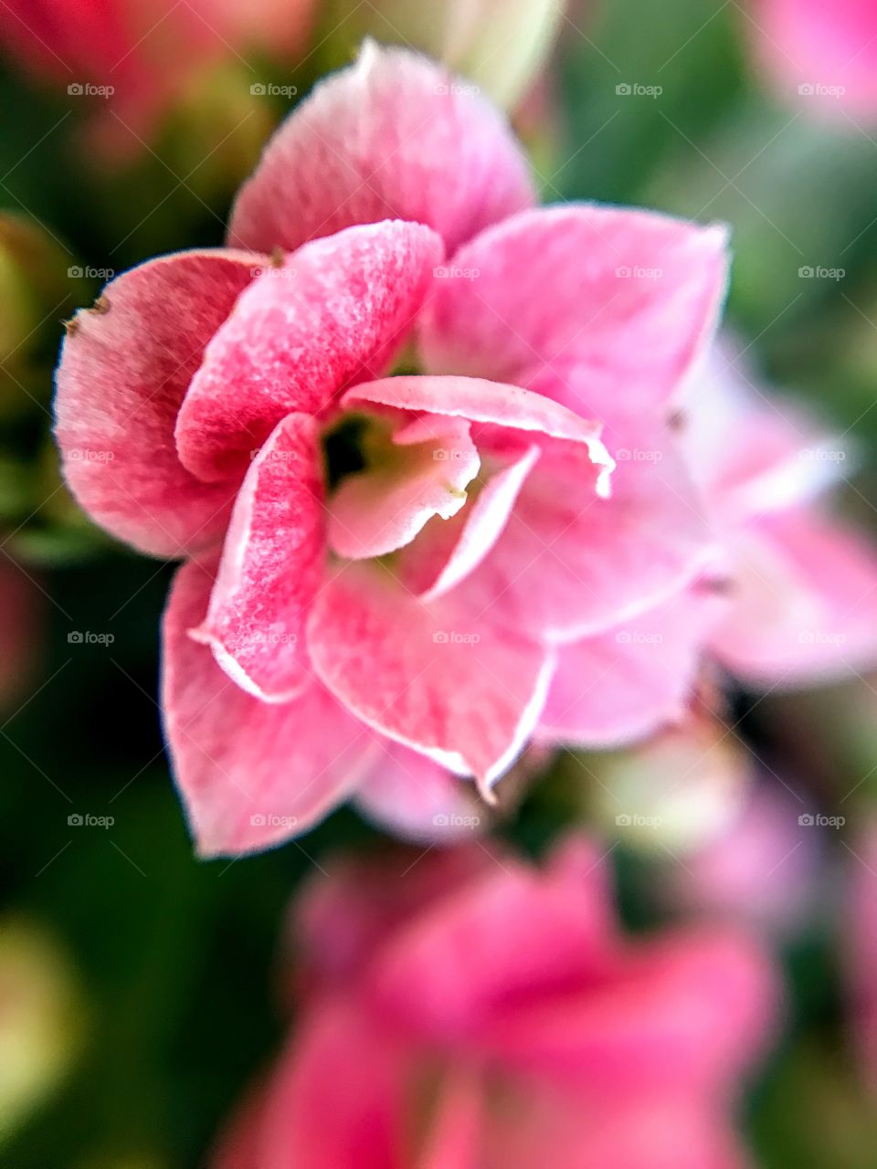 Beautiful Kalanchoe