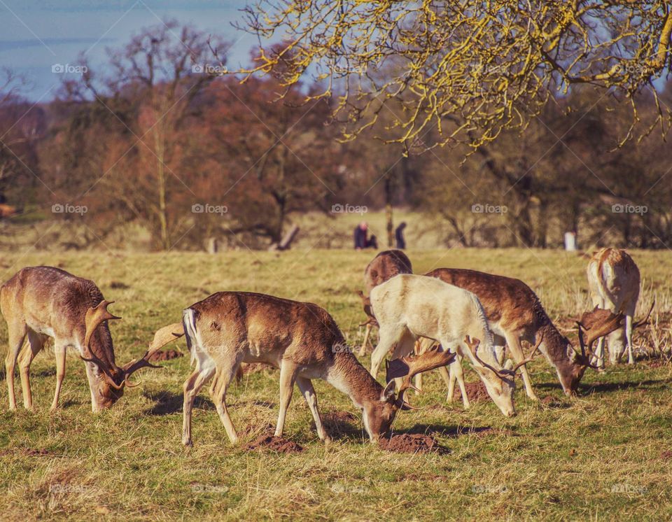 Deer. Park