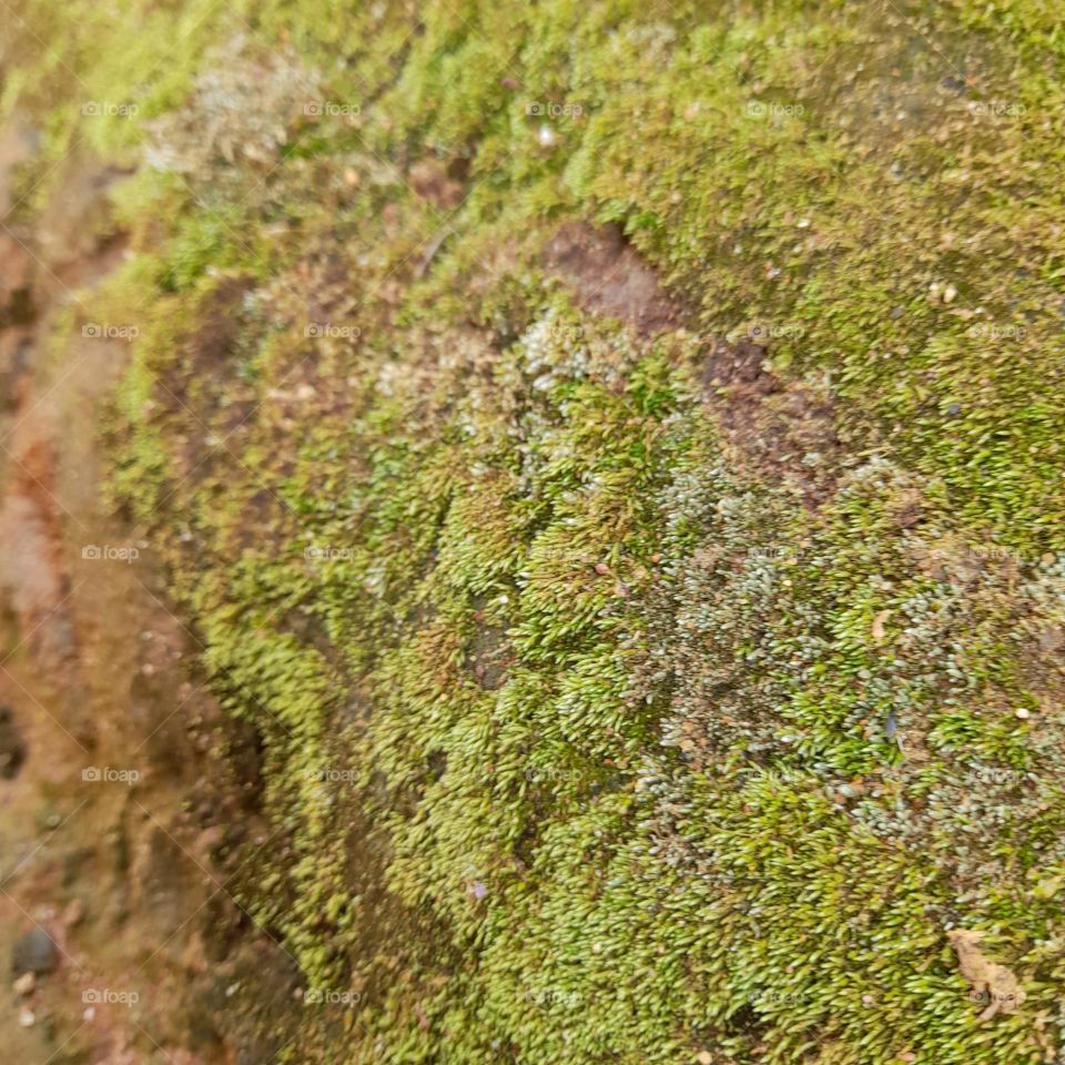 moss