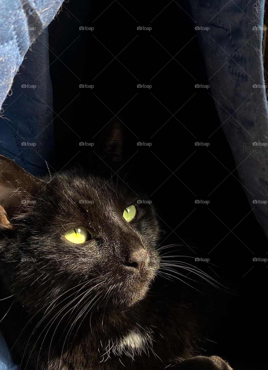 A black cat sitting in between the folds of a blue quilt