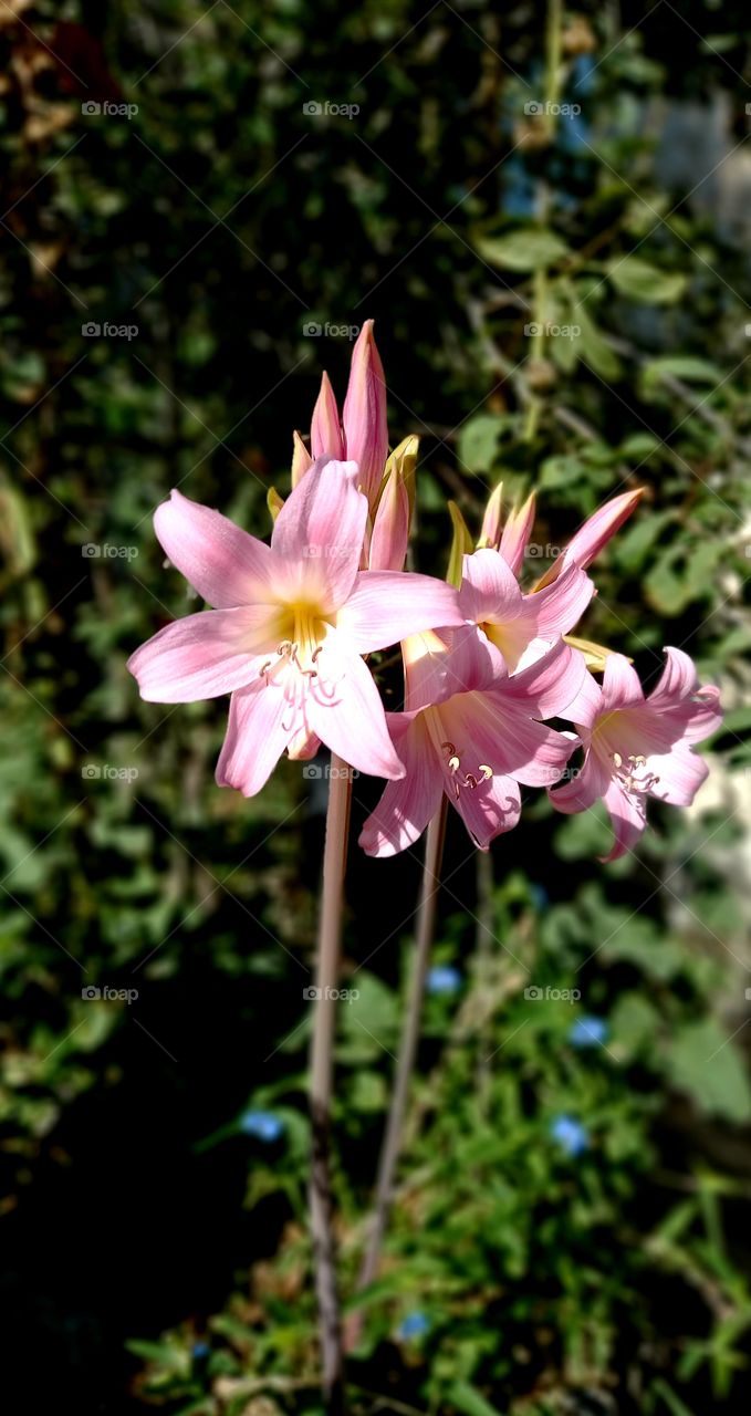 Amaryllis belladonna