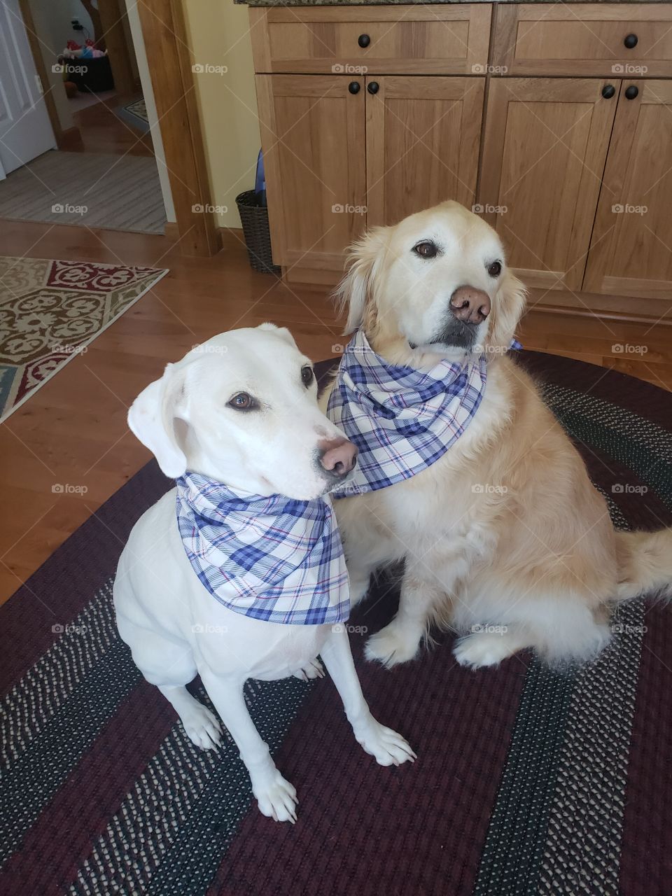 Kaci our golden retriever and Elle our adopted dog waiting for their breakfast on a Sunday morning