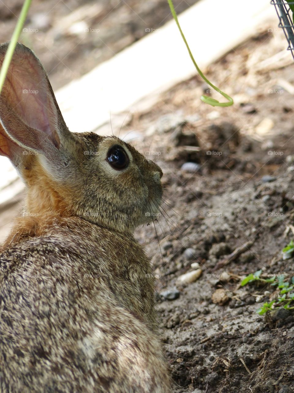 Bunny at an angle in the garden