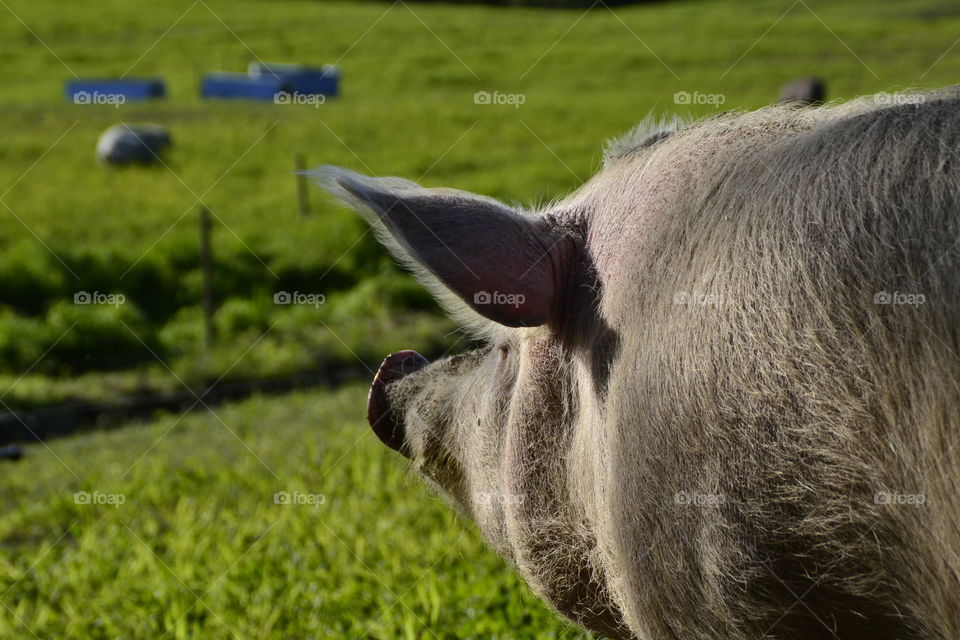 Pig on grassy field