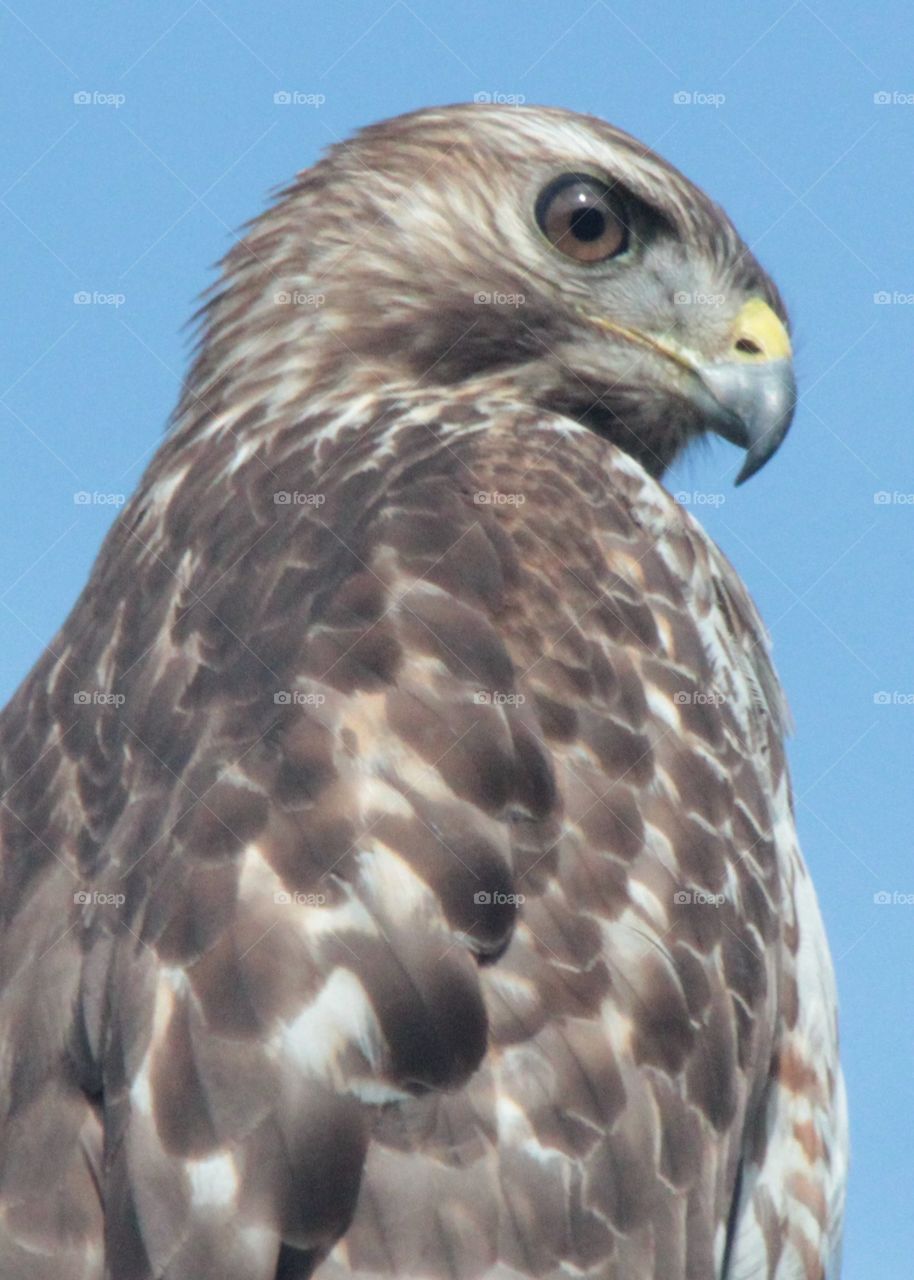 Close up of Red Shouldered Hawk hanging out next door 