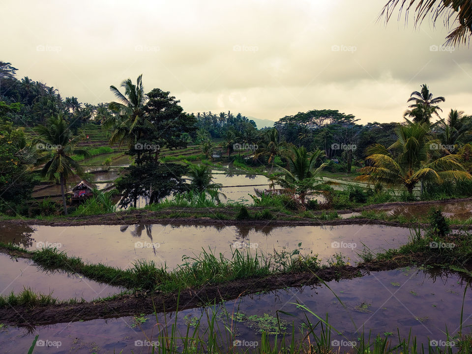rice field